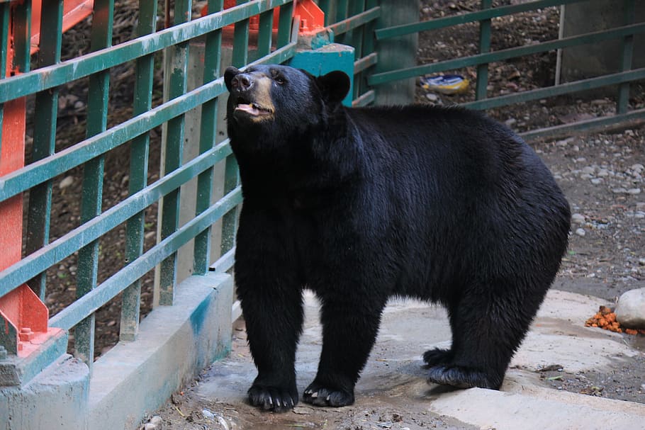 black bear, large, strong, animal, mammal, animals, zoo, animal world HD wallpaper