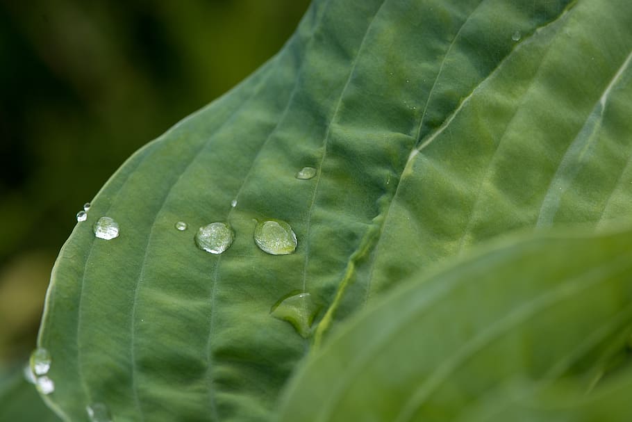 leaf, green leaf, leaf veins, leaf structure, drop of water HD wallpaper