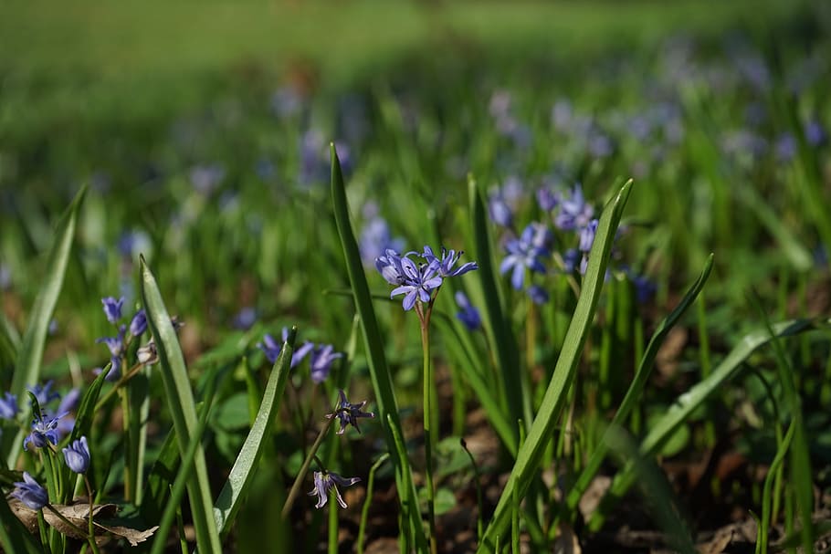 Blue Star, Scilla, Blossom, Bloom, flower, spring, early bloomer, HD wallpaper