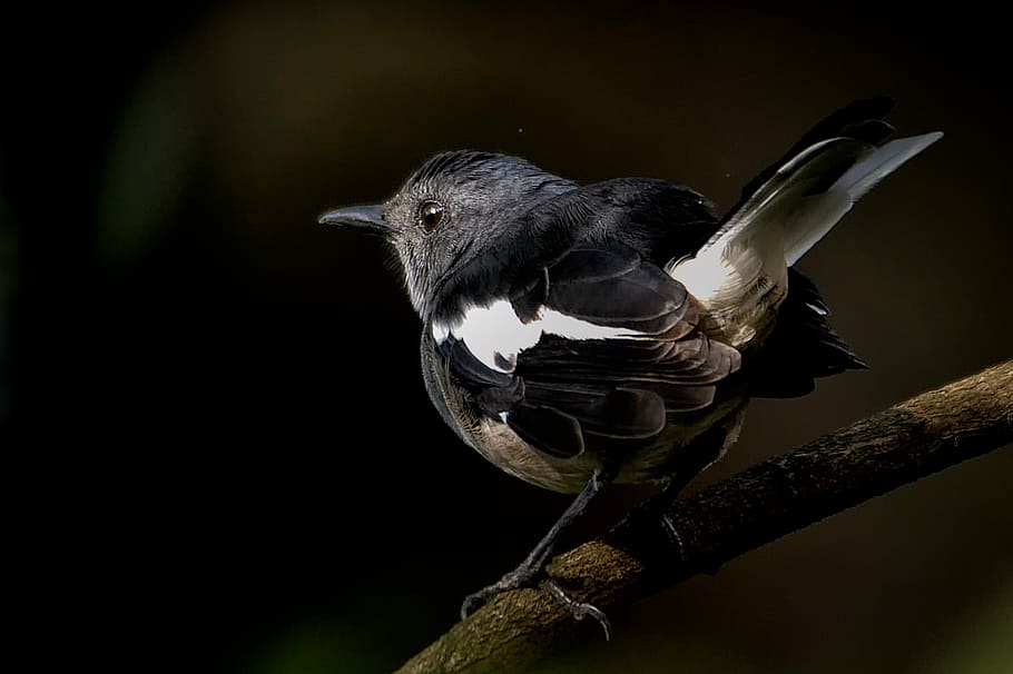 Oriental Magpie Robin, black and white bird on twig close-up photography