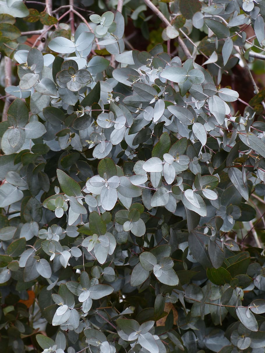 green leafed plant, leaves, eucalyptus, eucalyptus tree, most rubber eucalyptus, HD wallpaper