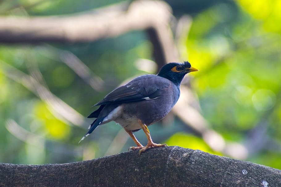 Birds, selective focus of black and white bird on tree branch at daytime HD wallpaper