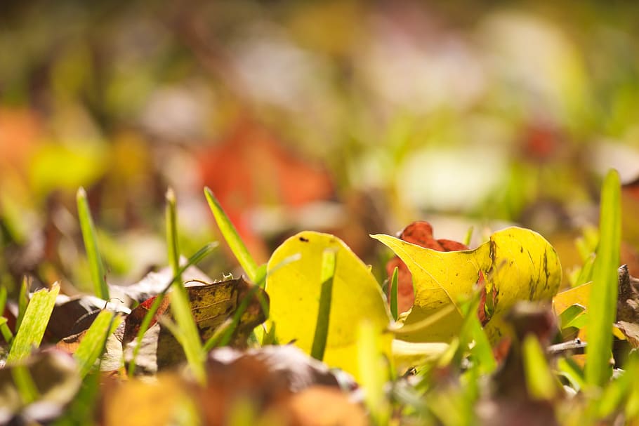 fall, nature, autumn, leaves, grass, landscape, plant, selective focus HD wallpaper