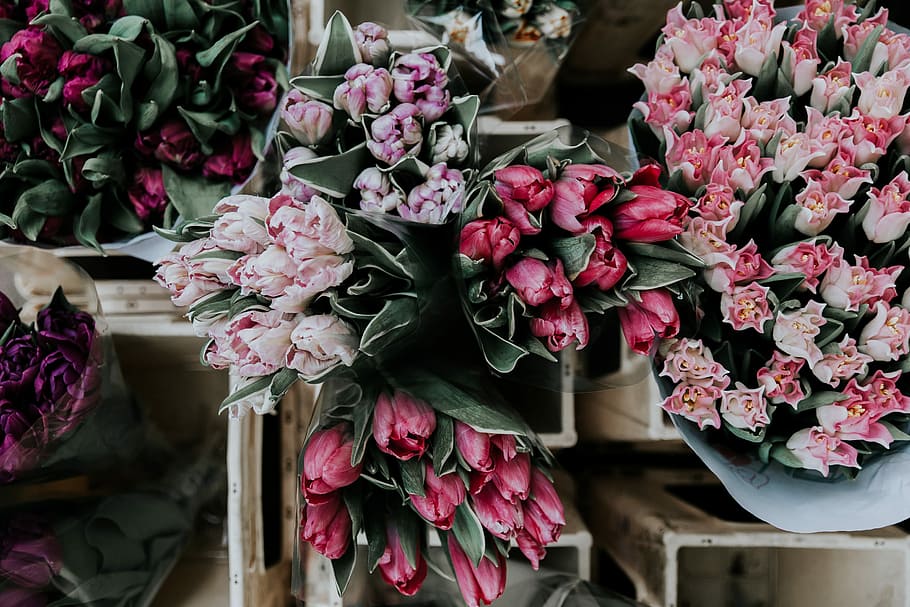 pink and purple tulips on display, bouquet of red and pink flowers HD wallpaper