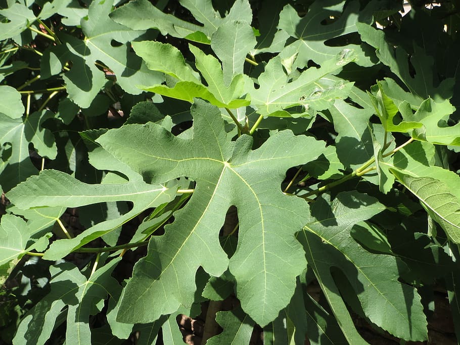 ficus carica, common fig, tree, leaves, fruit, flora, botany HD wallpaper