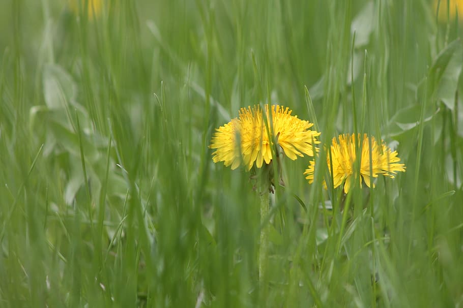 Flowers, Grass, Nature, Spring, Floral, lawn, yellow, blossom HD wallpaper