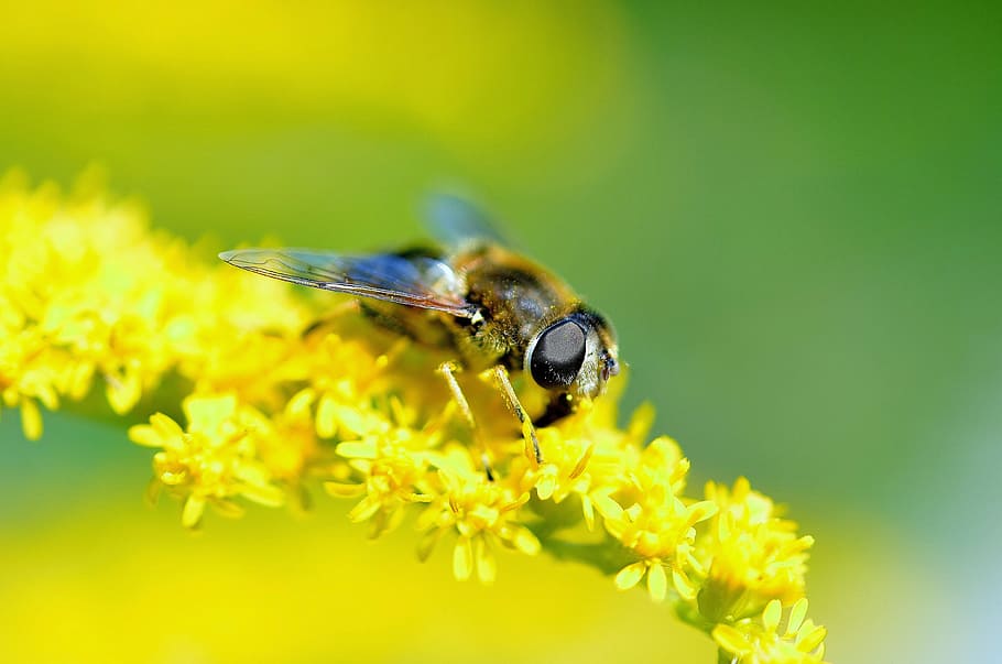 hover fly, insect, close, animal, nature, macro, summer, hoverfly HD wallpaper