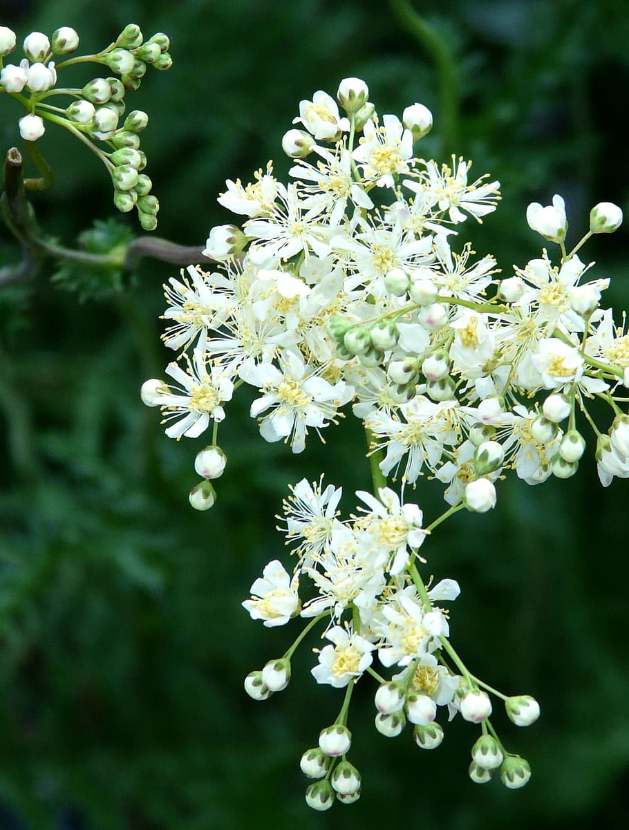 Tender, White, Blossom, Bloom, Spring, flower, bud, panicle HD wallpaper