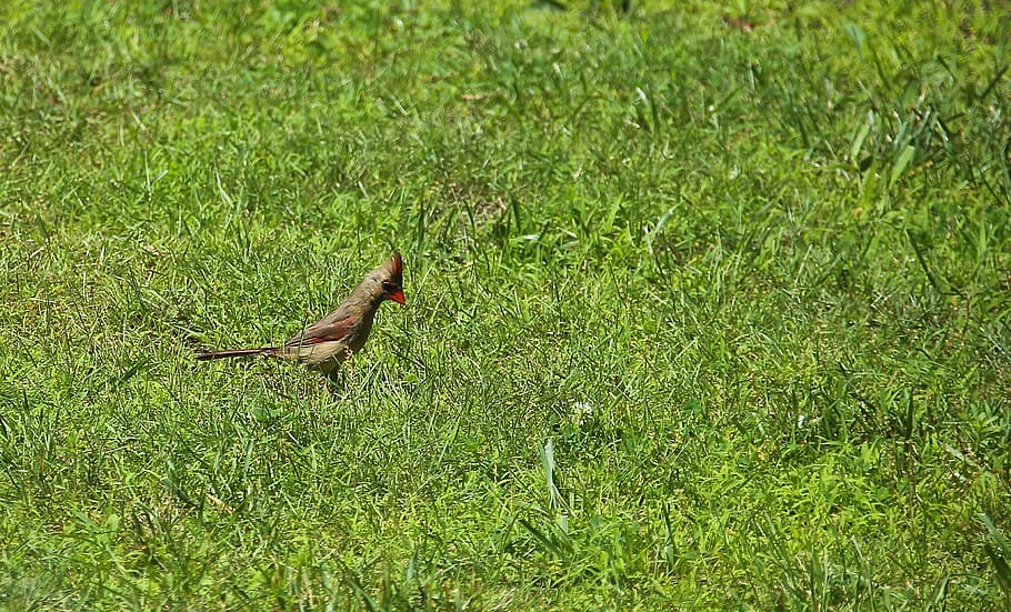 birds, grass, alone, single, nature, animal, wildlife, outdoors HD wallpaper