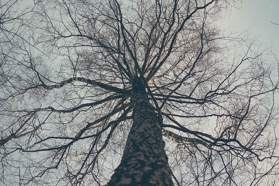 blue sky, branches, dawn, low angle shot, nature, outdoors HD wallpaper