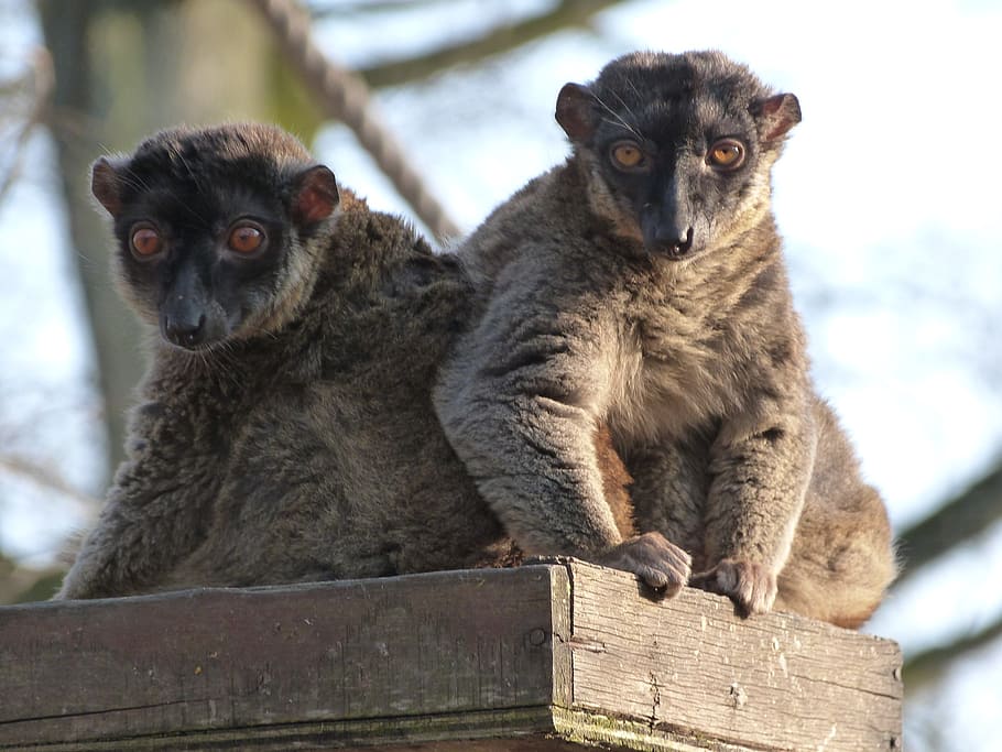 maki, mayotte, monkey, mammal, group of animals, two animals HD wallpaper