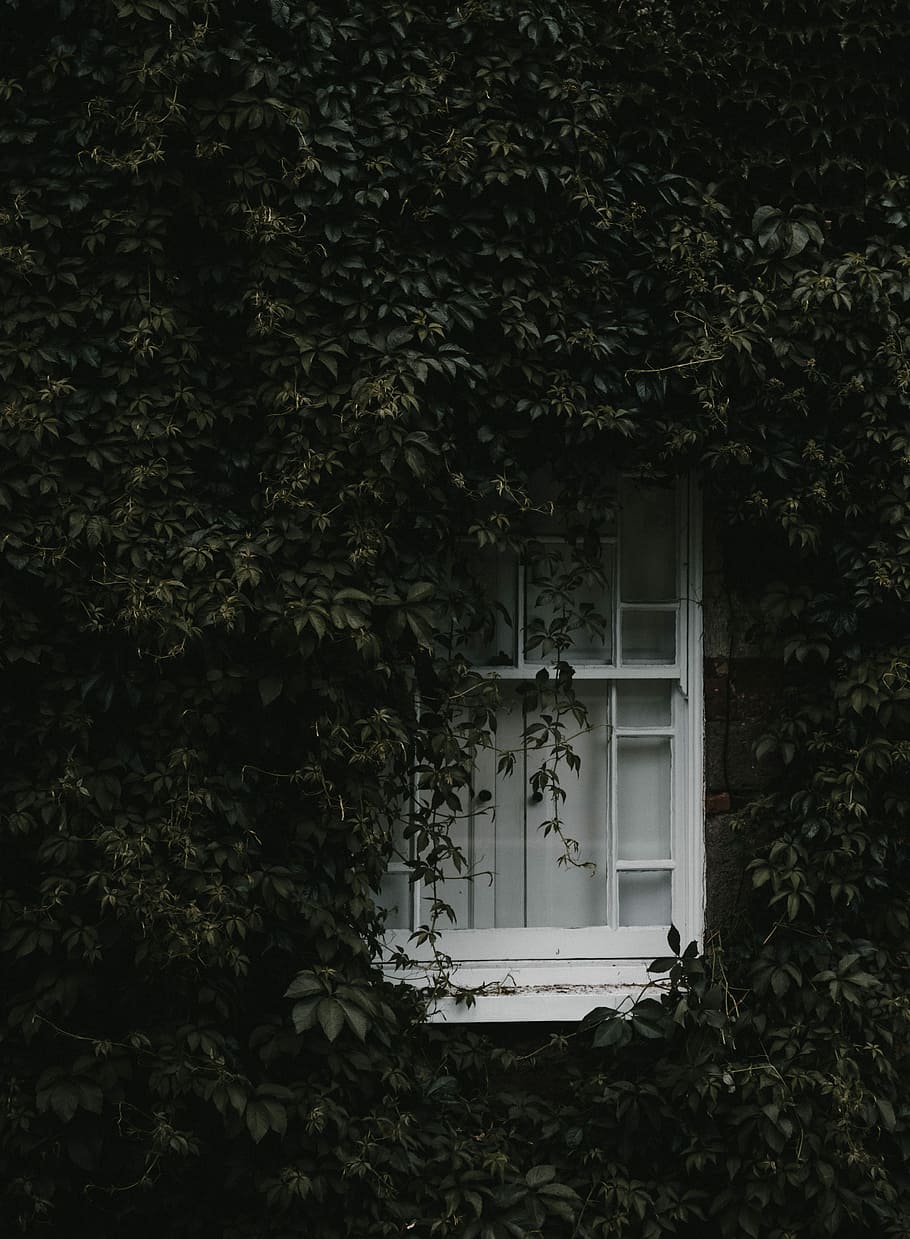 white wooden window surrounded by green vines, white wooden framed window covered with green leaf plant during daytime HD wallpaper