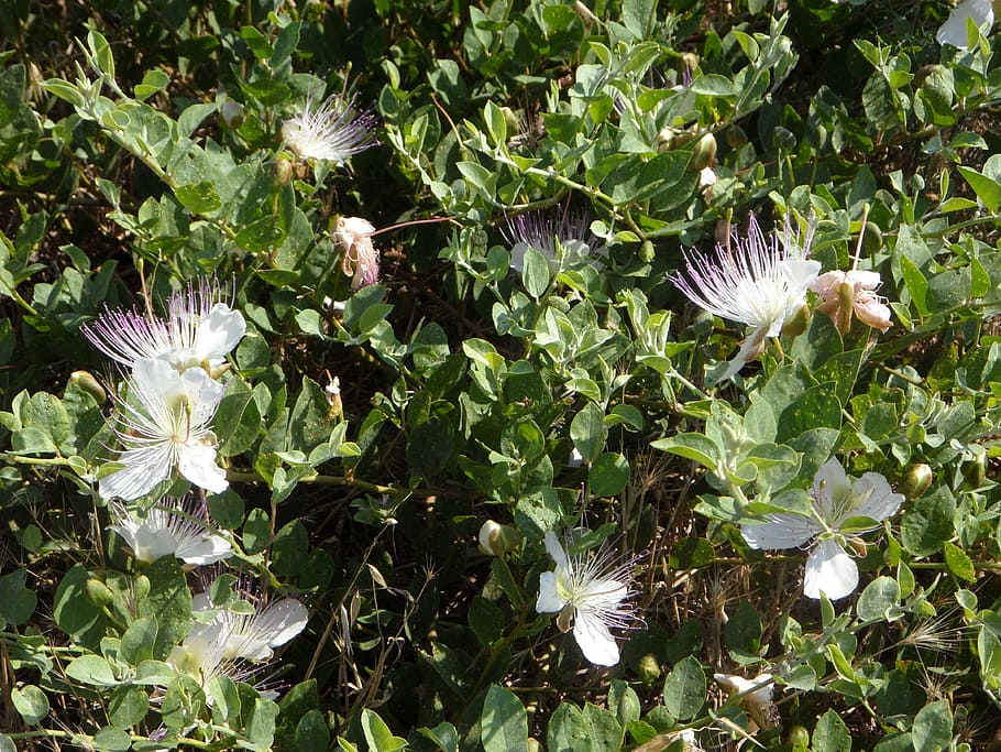 capture, hijack shrub, mediterranean, hijack bush, plant, bloom, HD wallpaper