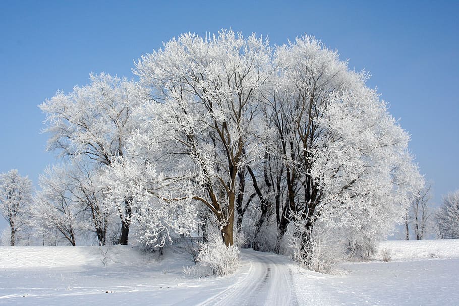photo of pathway surrounded by trees covered by snow, crown, frost