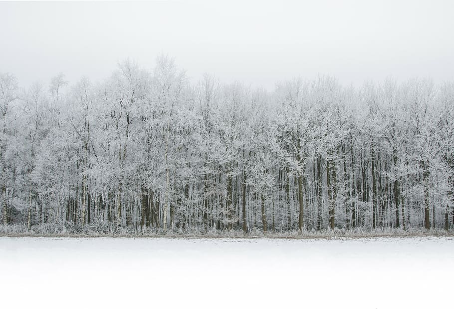 tree covered with snow at daytime, white, forest, winter, cold HD wallpaper