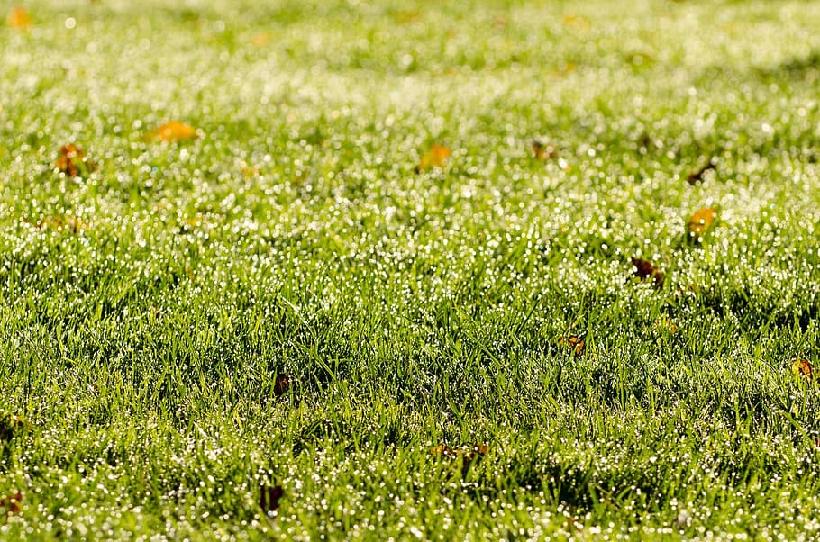 grass, morning, background, drops, sun, sunshine, green, fresh HD wallpaper