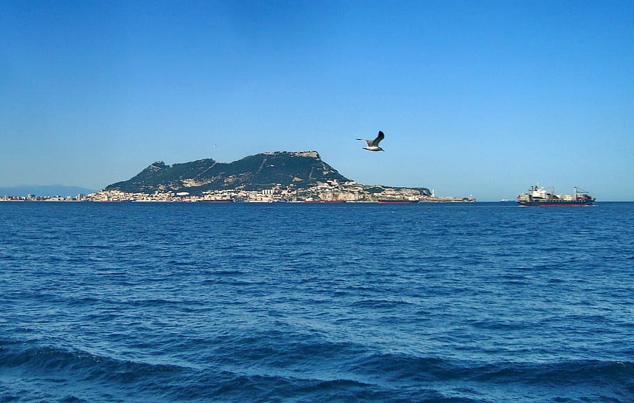 white gull in mid-flight over body of water, Gibraltar, Strait, HD wallpaper