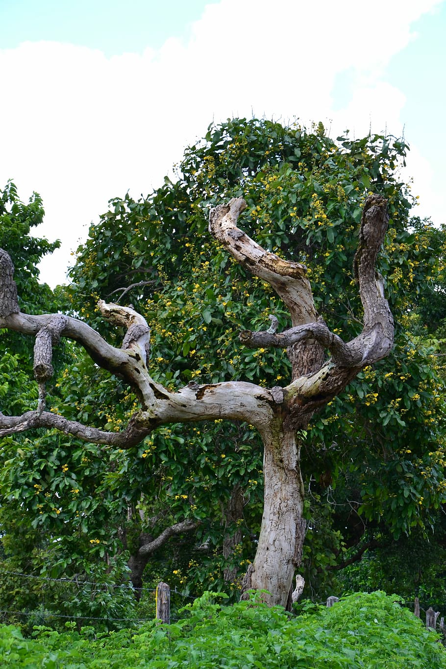 Tree, Dry, Landscape, Old, Wood, old tree, nature, twigs, green color HD wallpaper