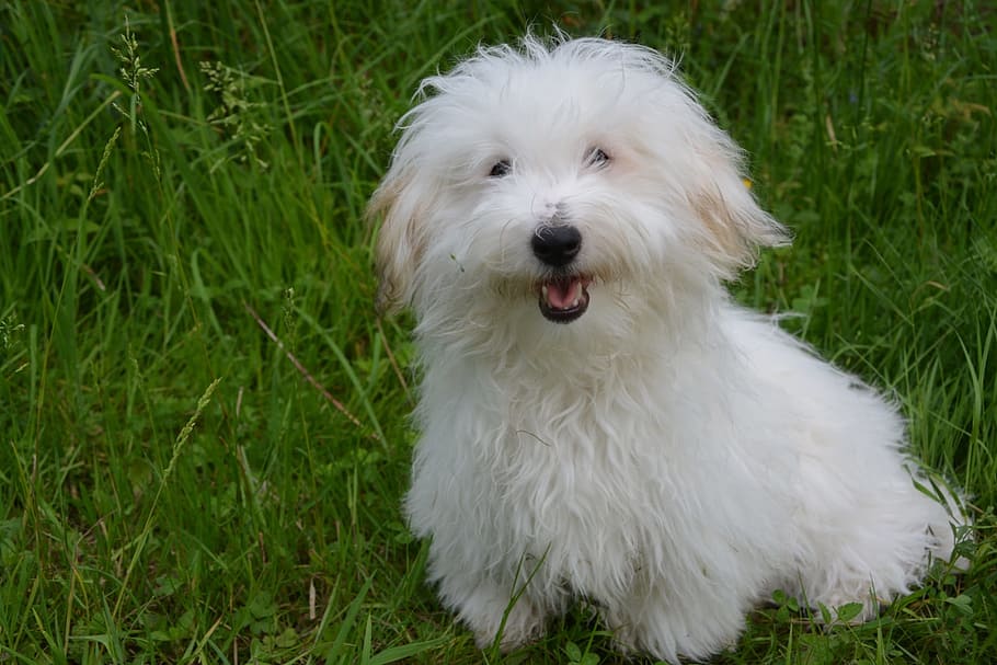 adult white Bolognese dog resting on grass field, Coton De Tulear
