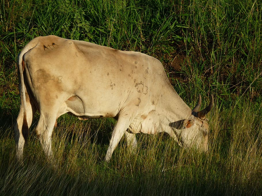 cuba, sun, holiday, cow, cattle, grass, farm, nature, agriculture HD wallpaper