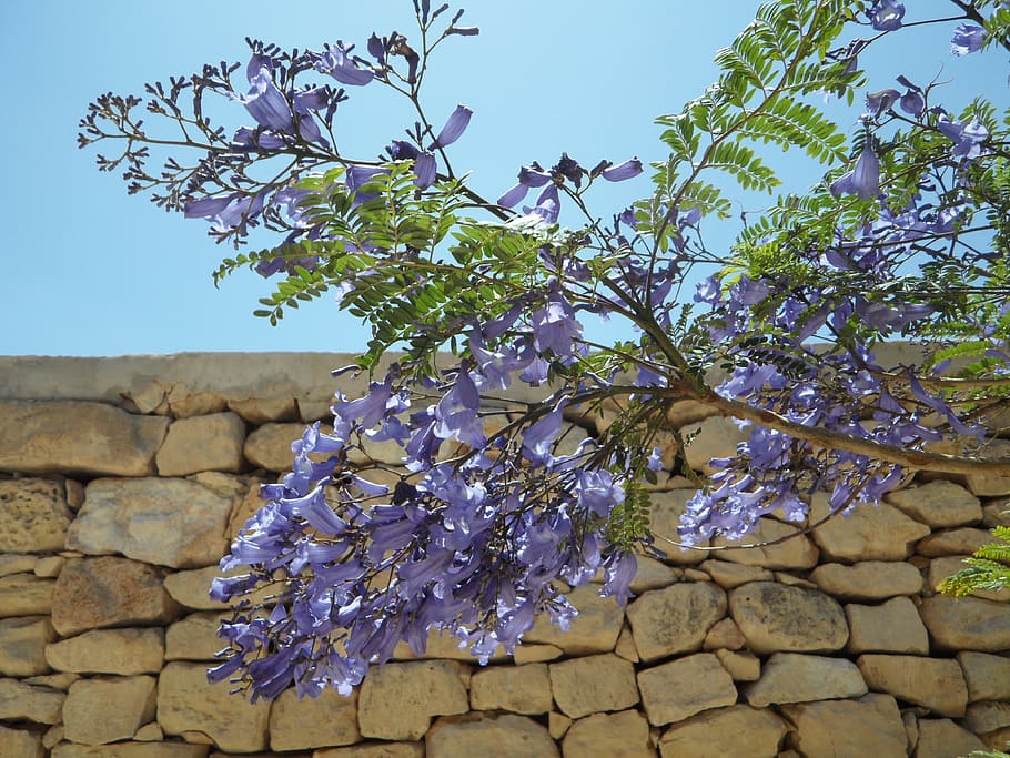 Jacaranda, Tree, Blossom, Bloom, airy, slightly, pinnate, nature HD wallpaper