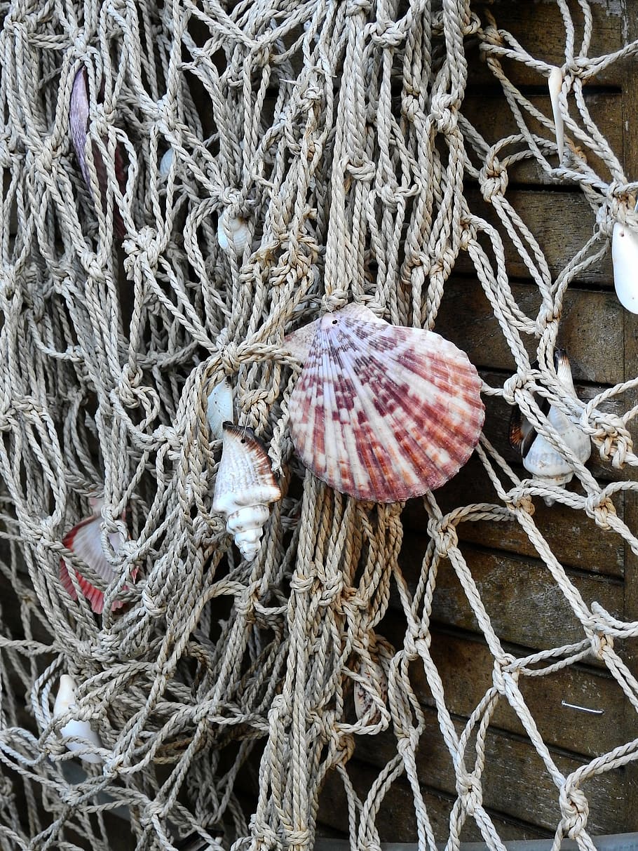shell, sea, lake, beach, fish, fishing, fishing net, network HD wallpaper