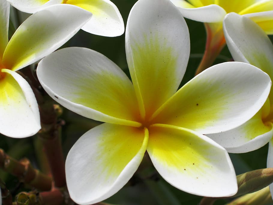 Nature, Flower, White, close-up, no people, day, outdoors, freshness HD wallpaper