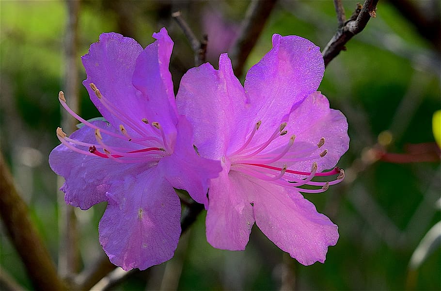 Flower, Azalea, Spring, Bloom, Pink, nature, blossom, plant HD wallpaper