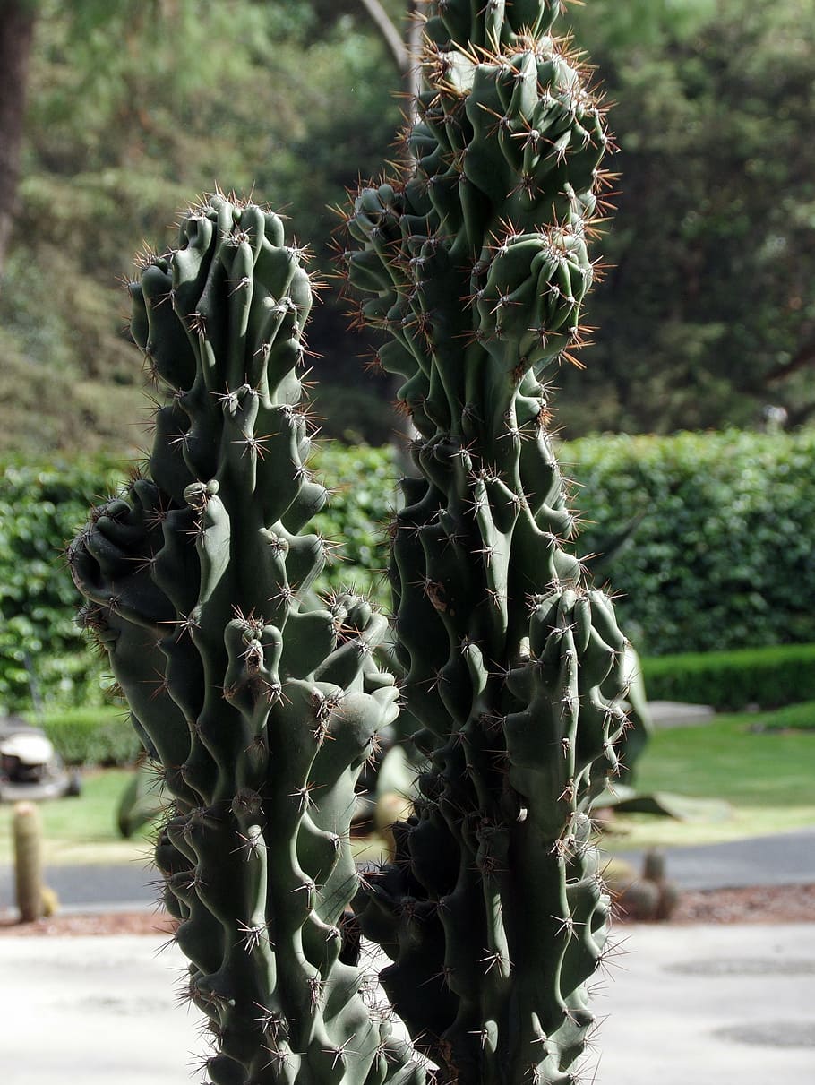 mexico, cactus, spice, thorns, plant, botany, succulent plant HD wallpaper