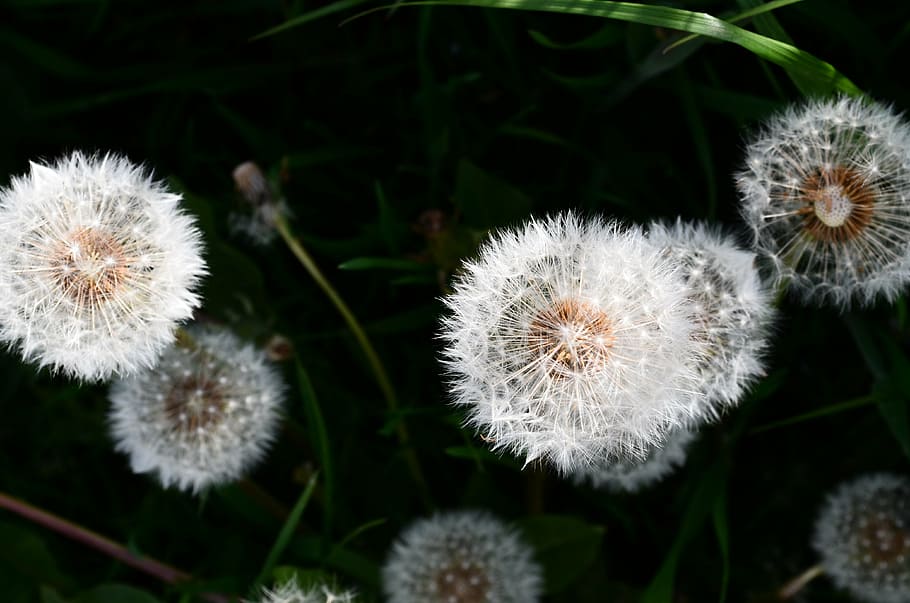 flower, light, shadow, light and shadow, shadow play, plant HD wallpaper