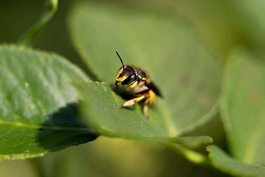 wasp, insect, bug, animal, wing, wildlife, nature, macro, antenna HD wallpaper