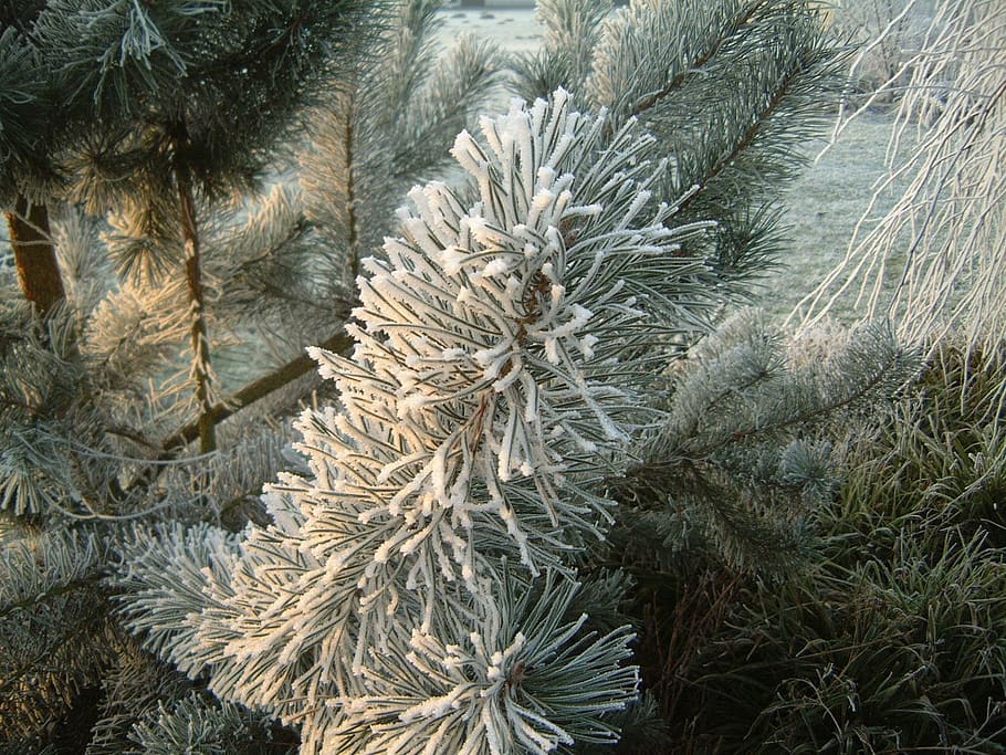 winter, ice, water, plant, growth, nature, pine tree, no people HD wallpaper