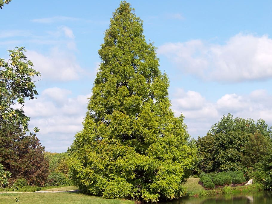 tree, conifer, coniferous, pond, nature, ecology, environment HD wallpaper