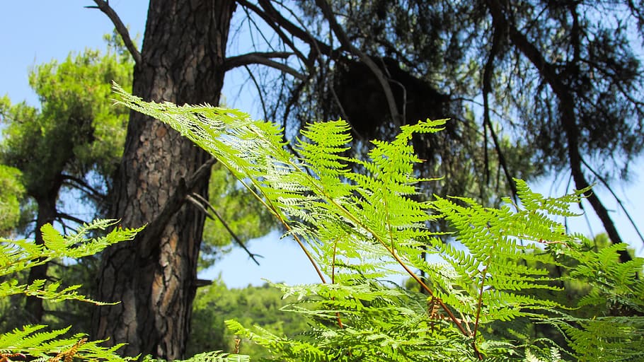 fern, forest, nature, green, woods, wild, flora, leaves, greece HD wallpaper