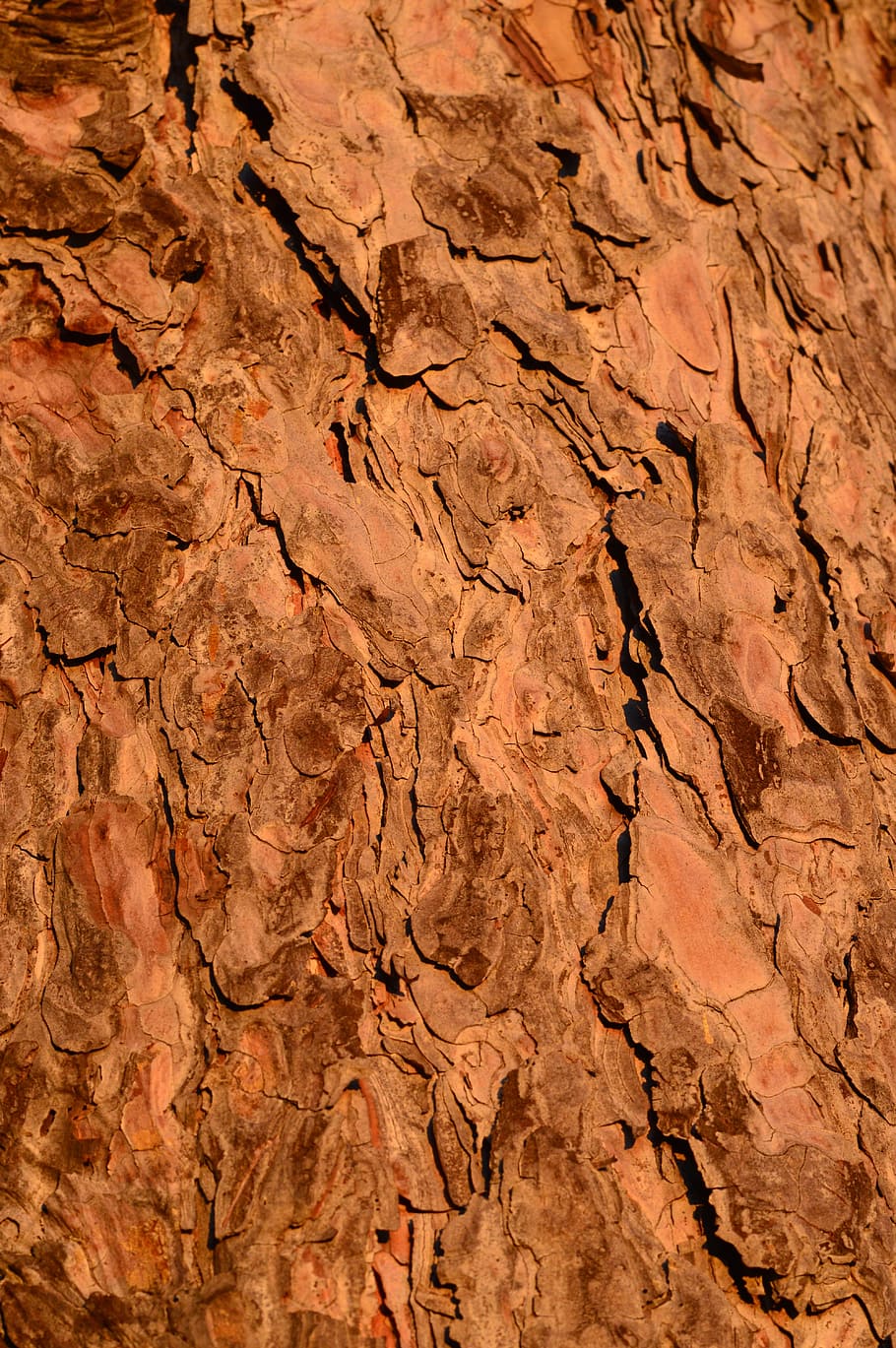 Tree, Trunk, Bark, Forest, Wood, Natural, plant, environment HD wallpaper