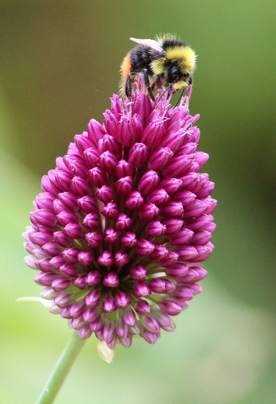 flower, bee, insect, flowering plant, petal, flower head, fragility HD wallpaper
