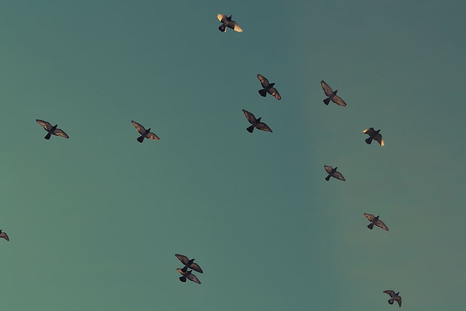 bird in the sky, brown, birds, flying, migrate, animals, large group of animals HD wallpaper