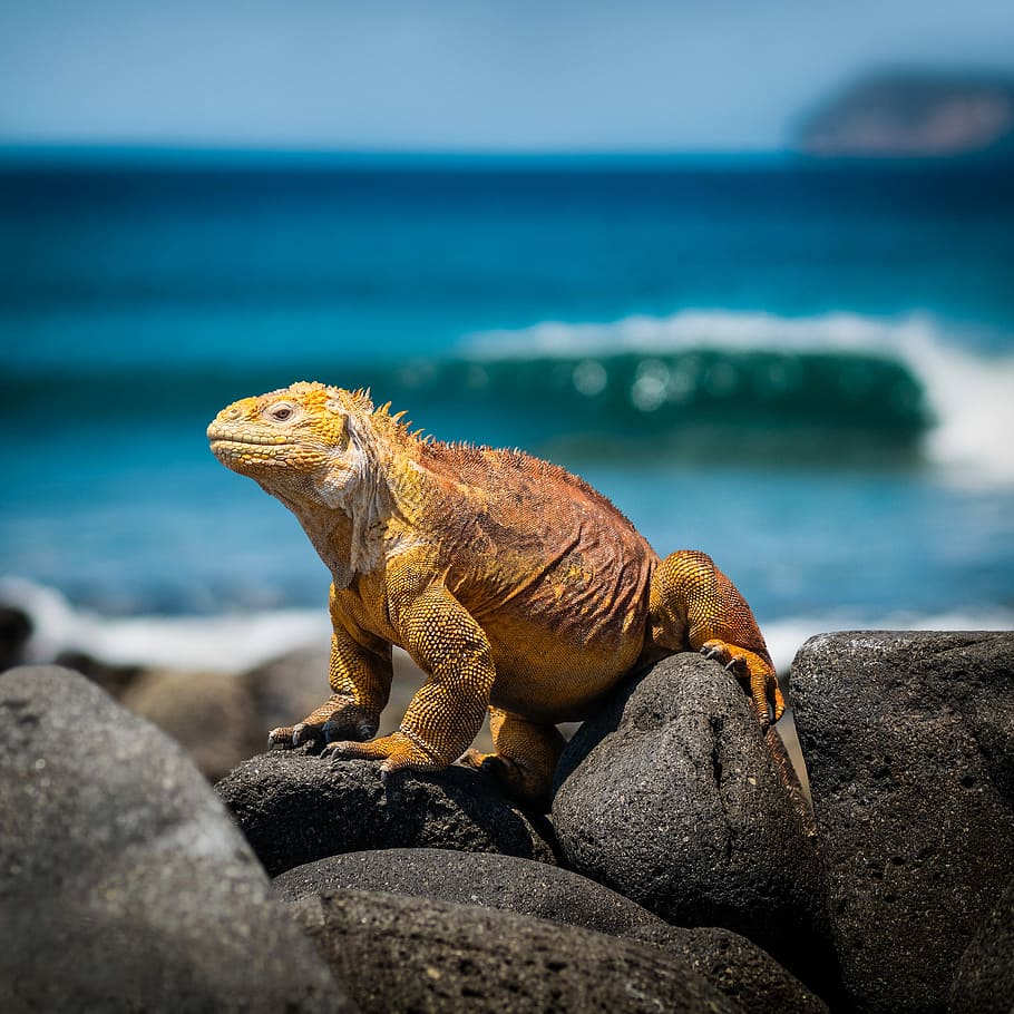 yellow iguana on rocks during daytime, selective focus photography of orange iguana on rock HD wallpaper
