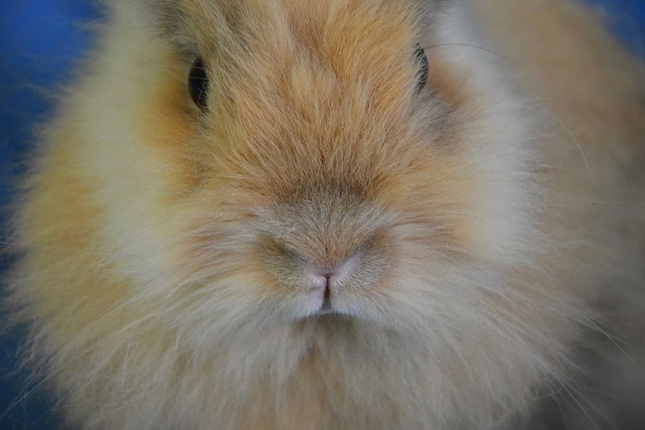 rabbit, nose, face, head, rabbit lion head, animal face, domestic animal HD wallpaper