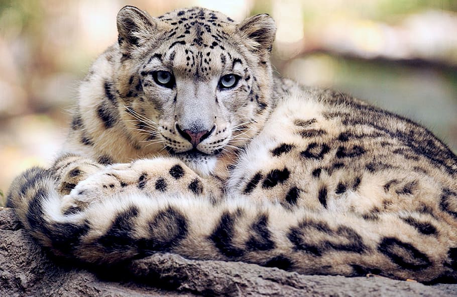 selective focus photography of leopard, snow leopard, reclining staring