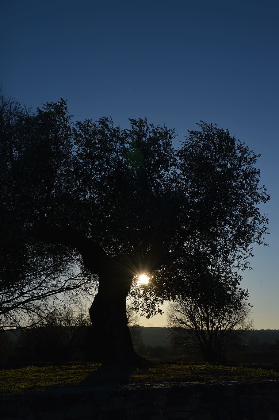 olivier, tree, sun, plant, sky, nature, no people, tranquility HD wallpaper