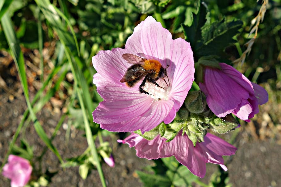 meadow cranesbill, geranium, flower, bee, insect, bee in flower HD wallpaper