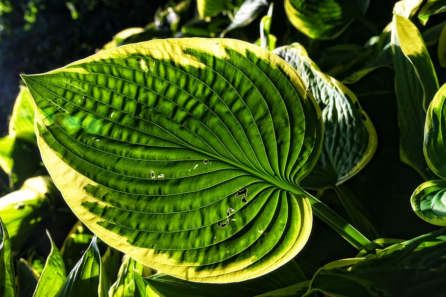 green ovate leafed plant, hosta, plantain lilies, giboshi, foliage plant