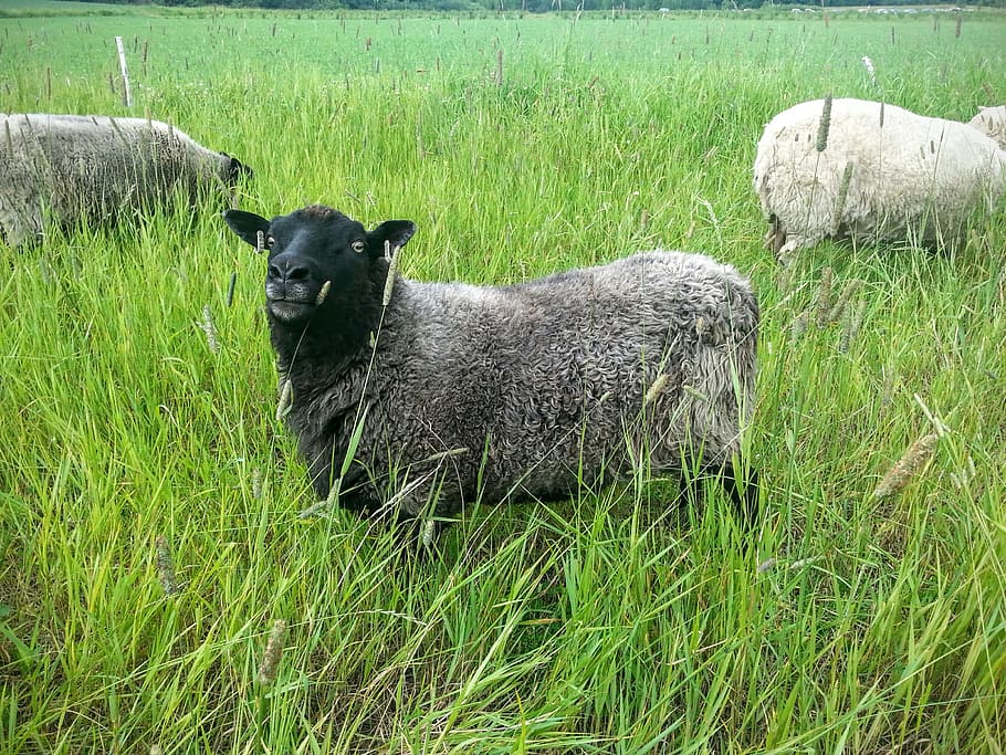 Sheep, Black, Meadow, the sheep, agriculture, farm, grass, livestock HD wallpaper
