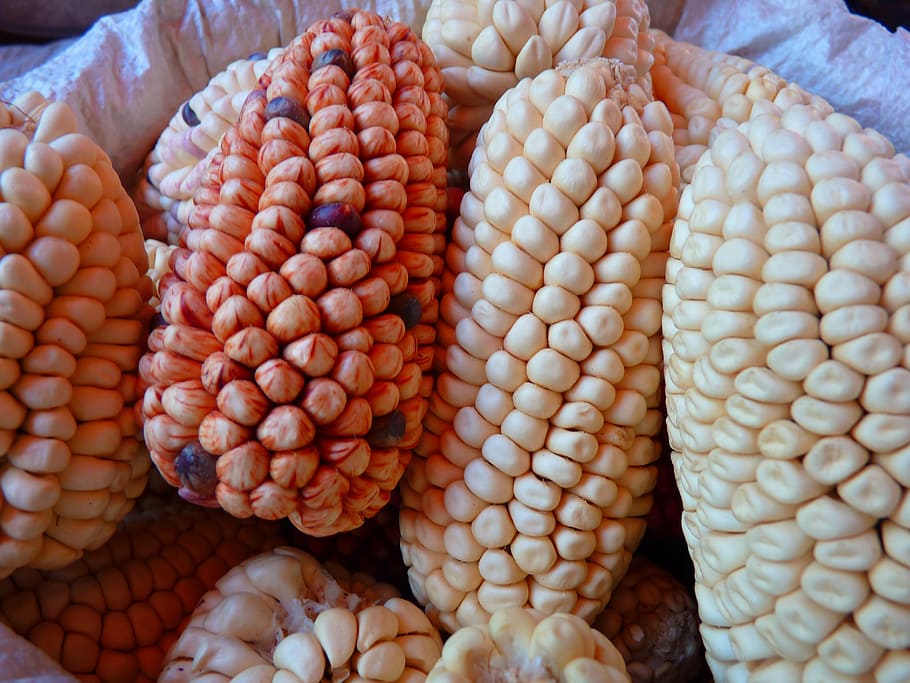 corn, maize varieties, cereals, food, colorful mais, peru, vegetable, HD wallpaper