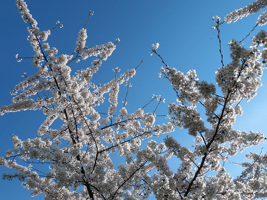 kisrchblüten, flowers, bloom, spring, nature, garden, low angle view HD wallpaper