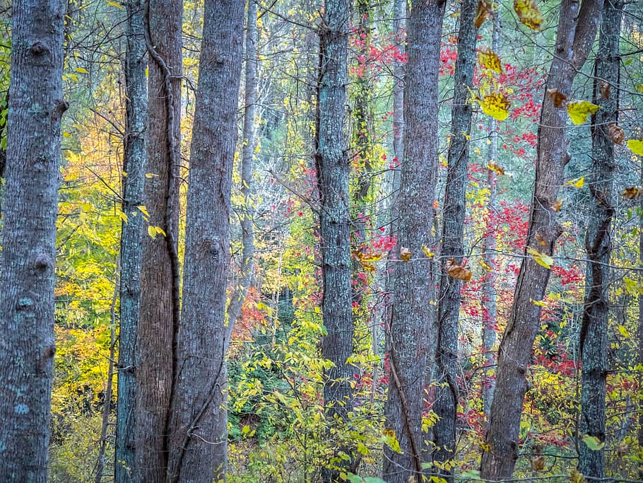 Trees, Colorful, Fall, Autumn, Forest, leaf, branch, natural HD wallpaper