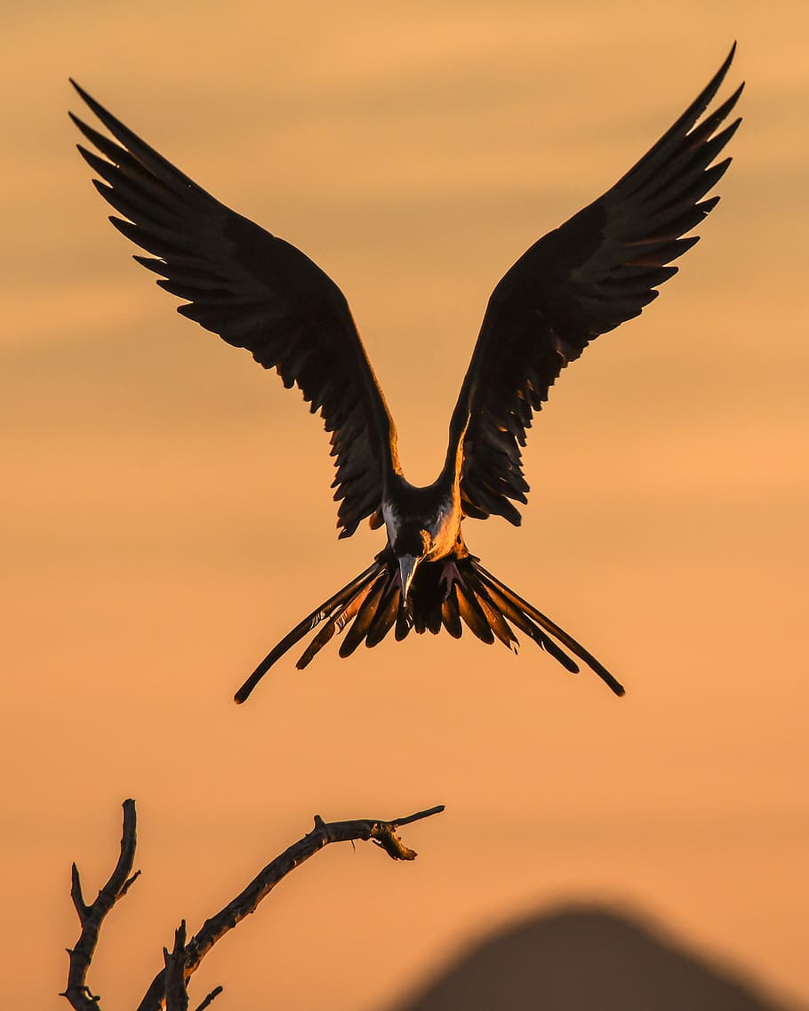 selective focus photography of bird flapping wings, brown flying about to perched on gray tree branch HD wallpaper