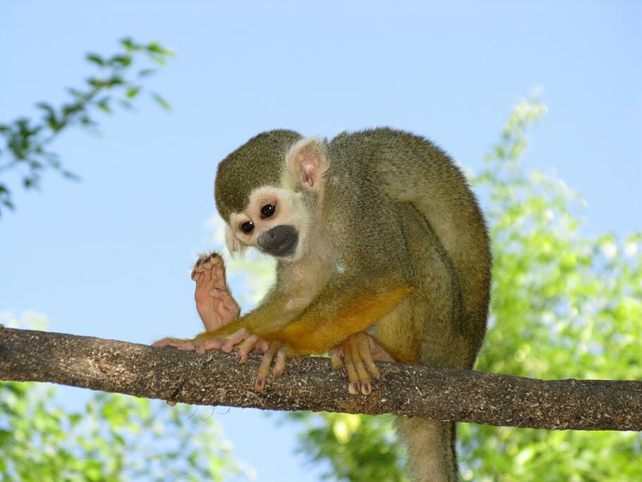 Monkey, Primate, Branch, sitting, wildlife, nature, rainforest HD wallpaper