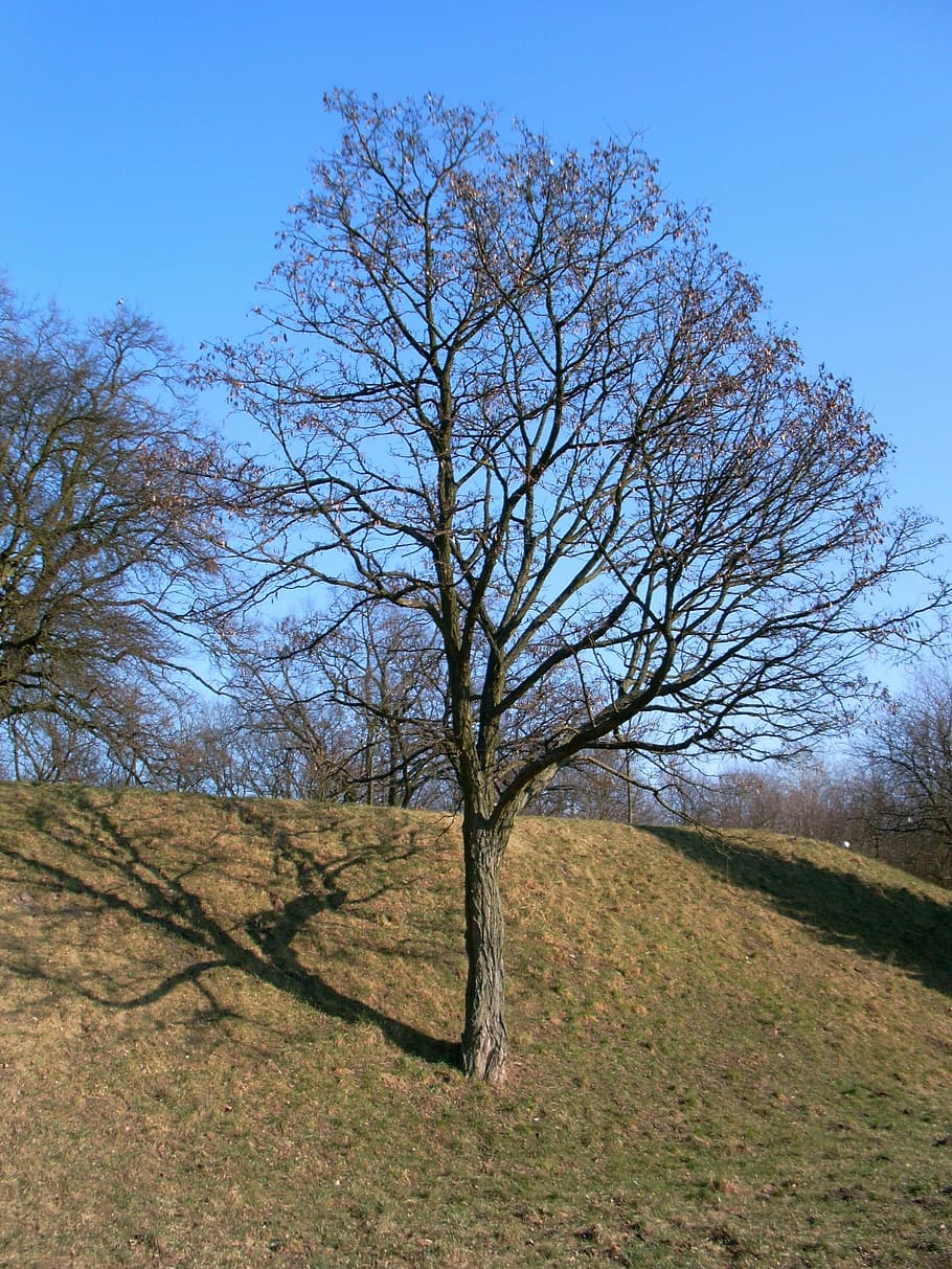 tree, nature, field, sky, plant, land, bare tree, landscape HD wallpaper